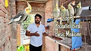 Cockatiel Bird Medicine | Top 5 Cockatiel bird Basic Medicine 100% problem solved || ￼#birds #india