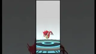 Shining Magikarp evolves into Gyarados (female)✨🎏🎣 #shinylivingdex #shinydex #pokemongo #shiny 💘