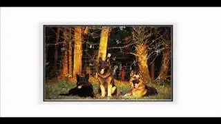German Shepherd Information for Dog Owners - DogChannel.com