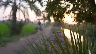 Egyptian countryside _2 Stock Footage | Royalty Free | Free 4K Videos - no copyright