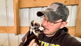 Tragedy again, anger and frustration | Puddin has triplets, 2 stillborn | baby goat parade