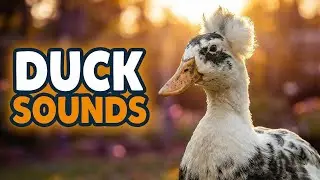 Top 5 sounds only Duck owners understand #thaduckfather