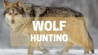 Wolf Hunting: Wolf Techniques and Strategies