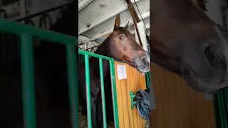 Barbie #horse #equestrian