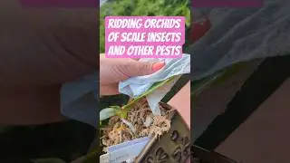 Ridding orchid of scale insects & pests #pestcontrol #pests #insecticide #orchid #orchidculture #fyp