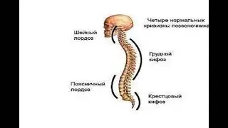 S forma позвоночника