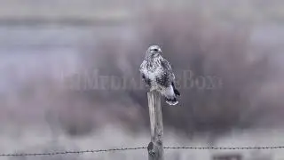 Stock Video - Rough Legged Hawk on fence post flying away