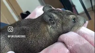Awawa Hyrax Daman #hyrax #animals #awawa