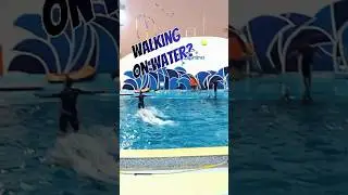 Dolphin Trainer in Action: Walking on Water at Dolphina Park!