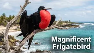 Masters of the Sky & Sea | Birds of Prey That Rule Air and Ocean