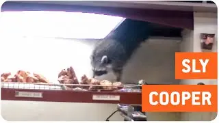 Sneaky Raccoon Steals Donut | Cheat Day