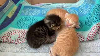 6 G&uuml;nl&uuml;k Sevimli Yavrular