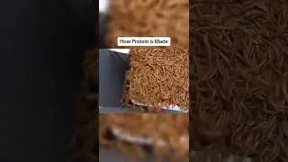 🐛 WORM PROTEIN POWDER 😔