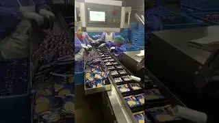Two lines Pouch /Pillow Bag Cartoning Machine