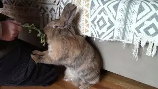 7 Different Types Of Rabbit Owners