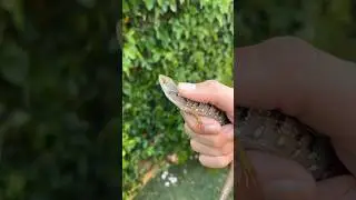 Massive Alligator Lizard Catch