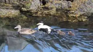 Eider duck family goes swimming w/ cute babies