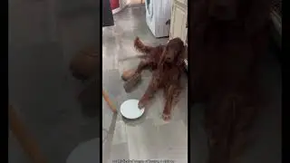 Must-Watch Funny Dogs 😂🐶 | The Best Dog Moments You Can&rsquo;t Miss!