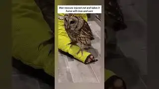 Man rescues injured owl and.. #shortvideo #animals #animallife #babyanimals #cute #babyanimalslist