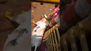 Theni jallikattu official #tamil #song #music #love #shorts #viralvideo