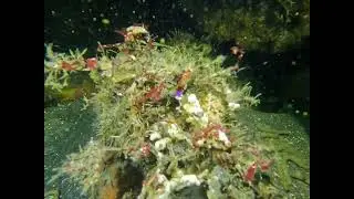 Spanish Shawl (Flabellinopsis Iodinea) and a Painted Greenling (Oxylebius Pictus)