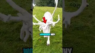 WHY Do Santa RIDES Reindeers 😨