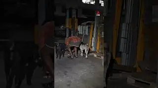 Meet the volunteers and workers taking care of stray animals in Singapore's industrial areas