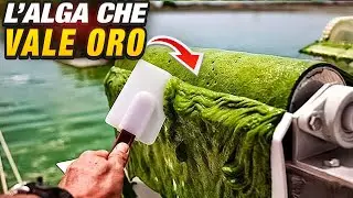 SPIRULINA: ECCO L' ALGA CHE TUTTI VOGLIONO !!!