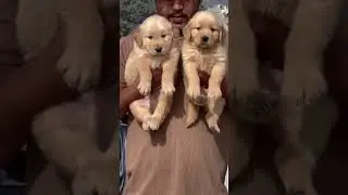 Doggy Dog 🐶🐕#dog #viral #trending #caring #animal #animals #trend #fishkeepinghobby #besties #aww