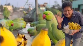 today my wild parakeets eating bananas@narendrapantham  #usa #portugal #mayapur 