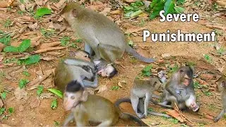 Severe Punishment ! Deeply Hurt Poor Baby Monkey Vikki By Own Mom & Big Monkey