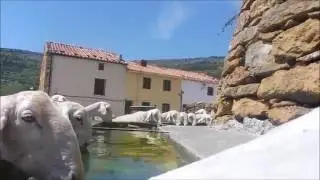 TRASHUMANCIA
