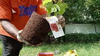 RED RASPBERRY COHO'S,UP POTTING & GROWING THEM IN HOME DEPOT BUCKETS..