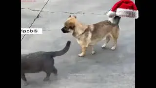 Scaredy Pups: Hilarious Moments of Dogs Afraid of Cats ! Funny Animal Fails