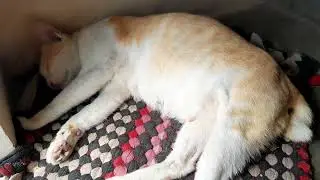 Nearly giving birth today a mom cat is sleeping