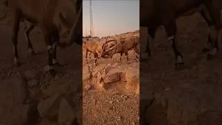 MATURE Desert Animals In Combat  War #ibex #fighting
