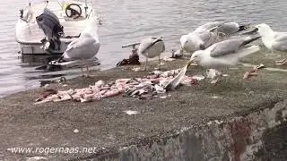 Festm&aring;ltid