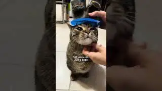 Understanding 'Cat Years' #shorts #cat #funny