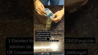 China Bot Bonsai Root Rot Treatment | Easy Fix for Healthy Roots #kalpagarden #shorts #youtubeshort
