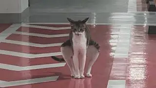 Can’t Stop Laughing At These Cats 😂 Funniest Cats of The Year 2025 😁