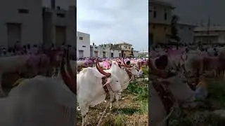 Devdurga Karnataka Khillar Cattils Market