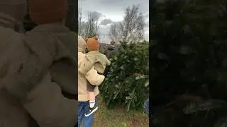 Cutting our Christmas tree out of someone&rsquo;s garden #christmas #homestead #tree