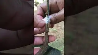Durian Tree Grafting EP110 #grafting#durian