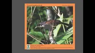 Endemic and threatened birds of the Western Ghats, Kerala, India November 23, 2022
