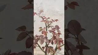 Rose plant fertilizer for february DAP  #rose #rosefertilizer #rosecare #gardening #garden