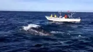 The eye of the grey whale