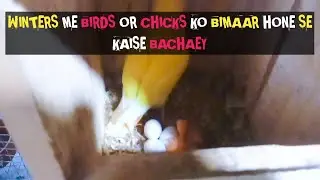 BIRDS KE CHICKS KO SARDIO ME MARNE SE KAISE BACHAYE ? #ksaviary