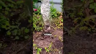 Этот совет выручит любого дачника👍 #дача #сад #shorts