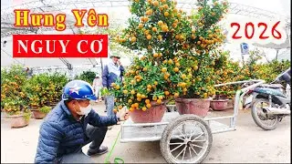 Tràn ngập hoa Tết ở chợ hoa TP Hưng Yên và giá cả