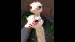 *OSTRICH SINGS 